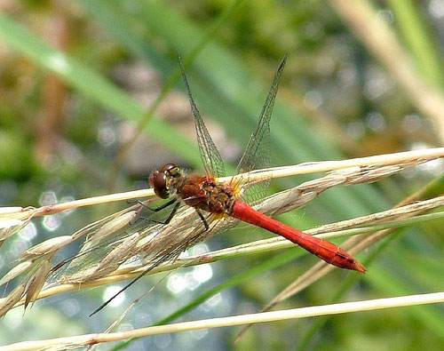 Ruddy Darter, male  (Photograph by Ray Hamblett)