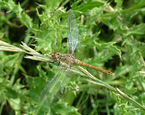 Ruddy Darter, female  (Photograph by Ray Hamblett)