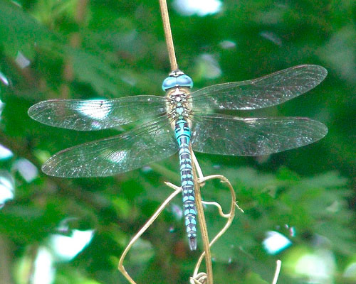 Southern Migrant Hawker (Photograph by Ray Hamblett)