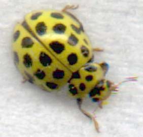 22 Spot Ladybird (Photograph by Ray Hamblett)