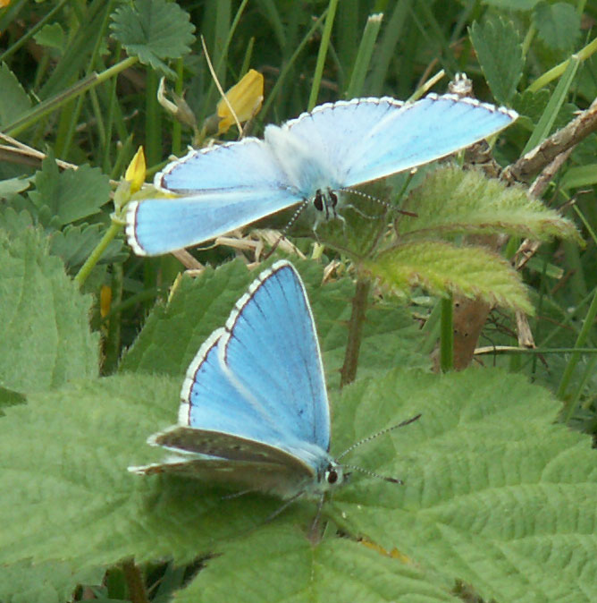 Male Adonis Blues