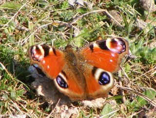 Peacock Butterfly