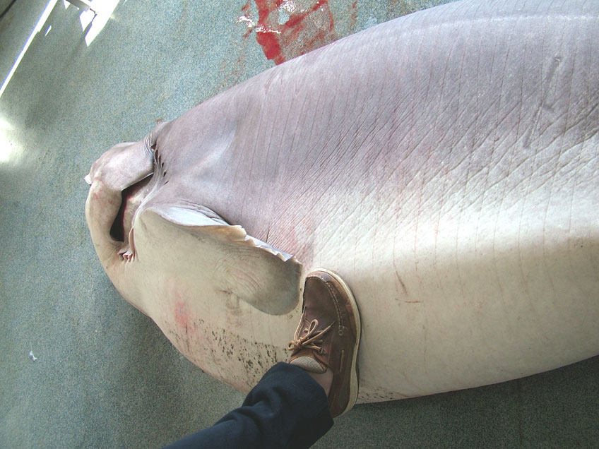 Six-gill Shark (Photograph by Leroy)