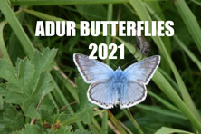 Butterfly Reports 2021