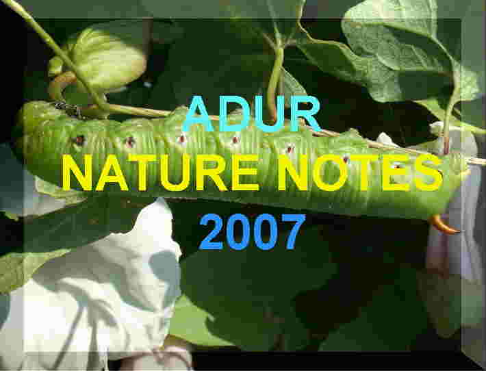 Nature Notes