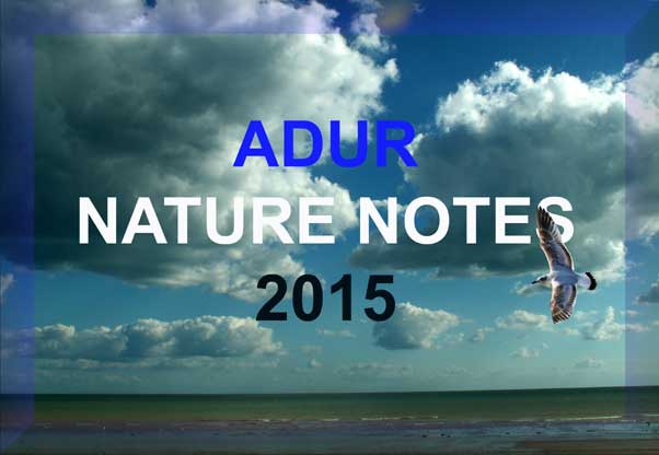 Adur Nature Notes 2015