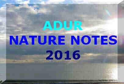 Adur Nature Notes 2016