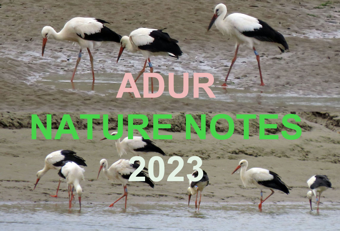 Adur Nature Notes 2023