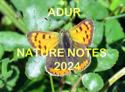 Adur Nature Notes 2024