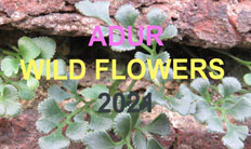 Adur Wild Flowers 2021