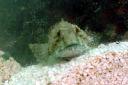 Bullhead in the Aquaria in the Adur WOD Marquee (Photograph by Ray Hamblett)