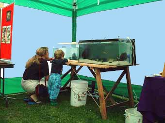 Aquaria in the Adur WOD Marquee (Photograph by Ray Hamblett)