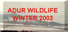 Link to more detailed wildlife reports for January to March 2003