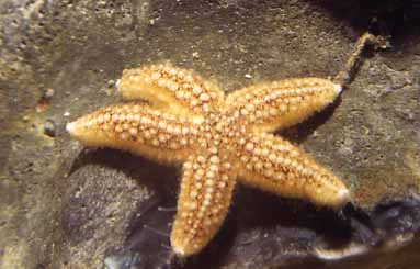 Common Starfish (Photograph by Andy Horton)