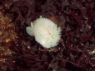 Acanthodoris pilosa (white specimen) from the Isle of Wight (Photograph by Luke Richards)