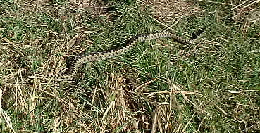 Adder (Photograph by Ray Hamblett)