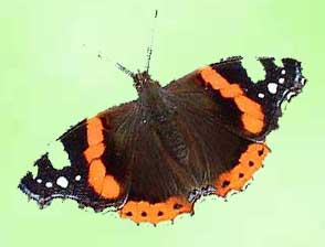 Red Admiral (original photograph by Ray Hamblett)