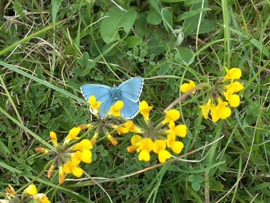 Adonis Blue amongst the vegetation on the Horseshoe Vetch main area of Anchor Bottom