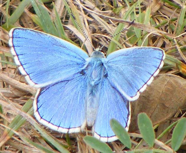 Adonis Blue (click links to pictures of four species of blue butterflies)