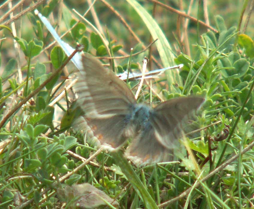 Mouse clicking links to a shaky movie shot of Adonis Blues courting