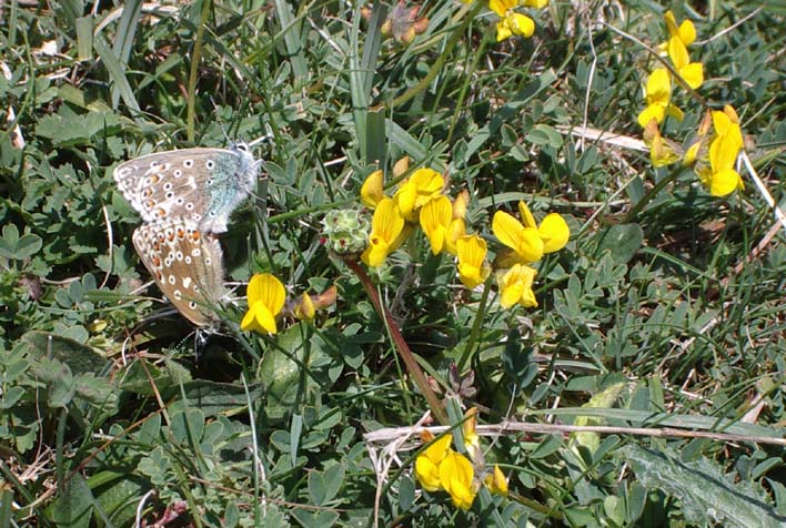 Adonis Blues and Horseshoe Vetch (Photograph by Andy Horton)