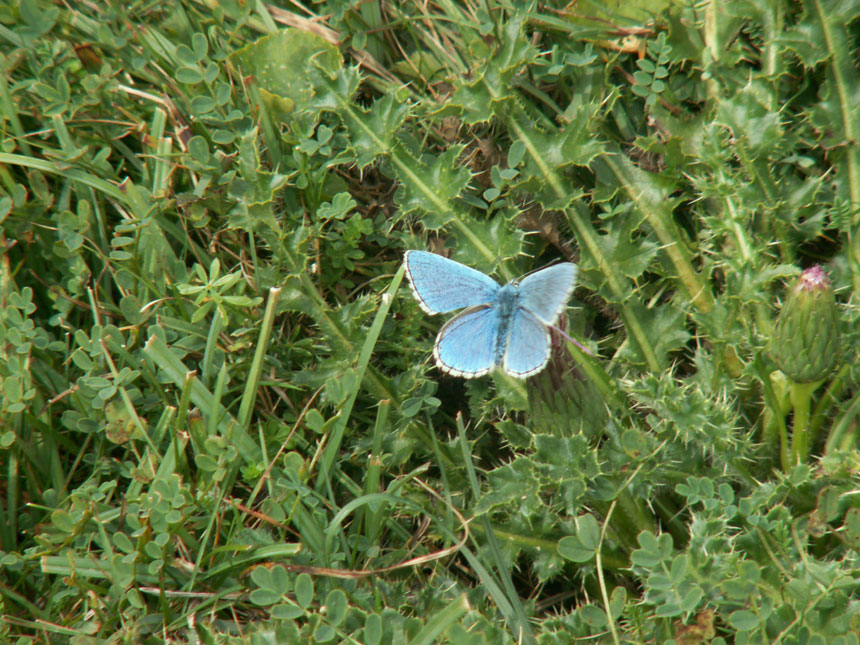 Adonis Blue amongst the vegetation