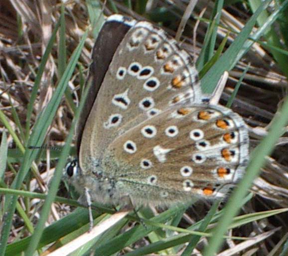 Female Adonis Blue Butterfly (Photograph by Andy Horton)