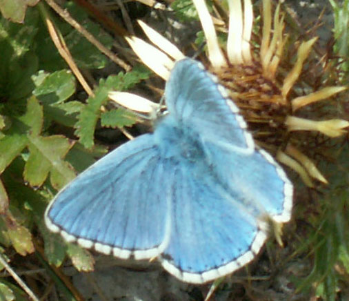 Adonis Blue (click links to pictures of four species of blue butterflies)