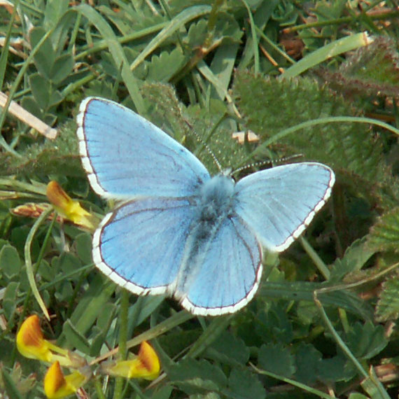 Adonis Blue Butterfly