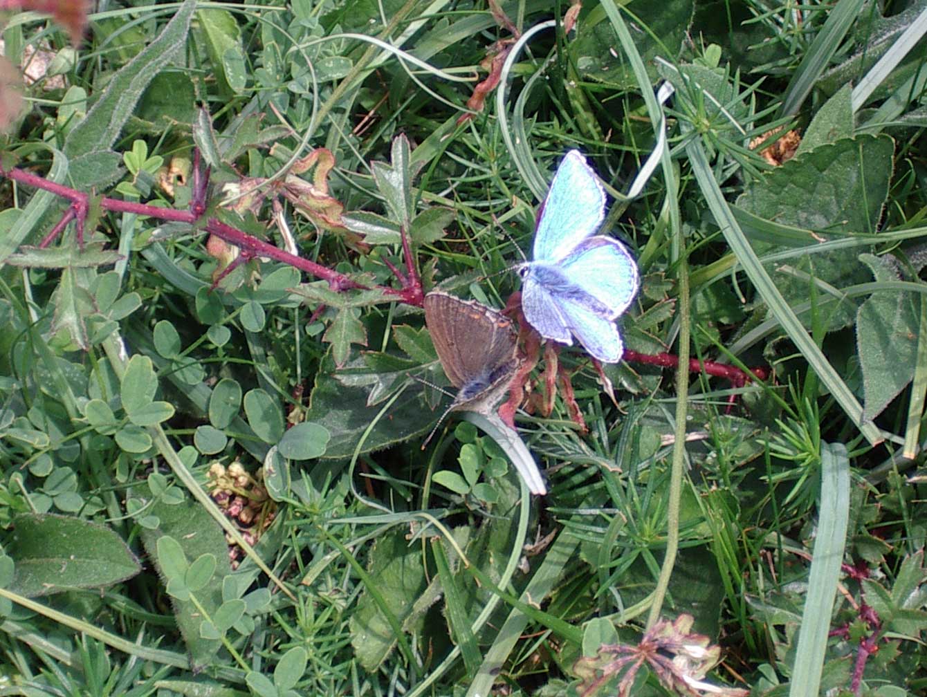 Adonis Blues on Creeping Cinquefoil on the lower slopes herbland