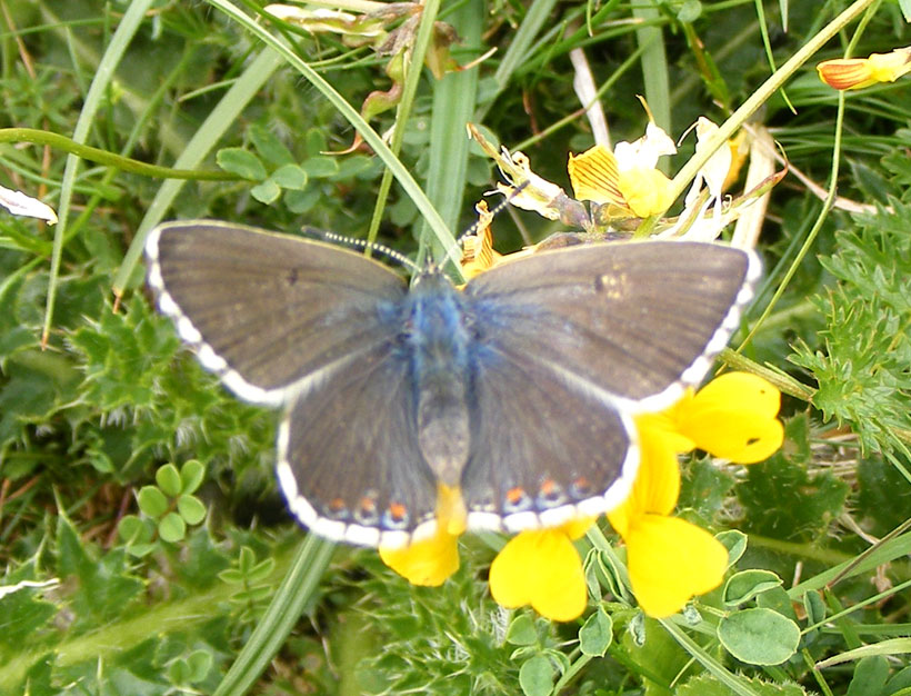 Female Adonis Blue