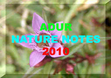 Link to the Adur 2010 Nature Notes pages