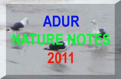 Link to the Adur Nature Notes 2011 web pages