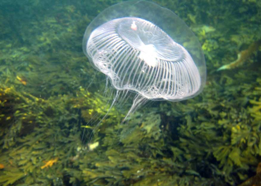 Crystal Jelly, (Photograph  by Penny Martin, Orkney)