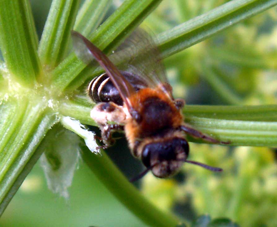 Andrena dorsata (the contrast has been enhanced in this study)