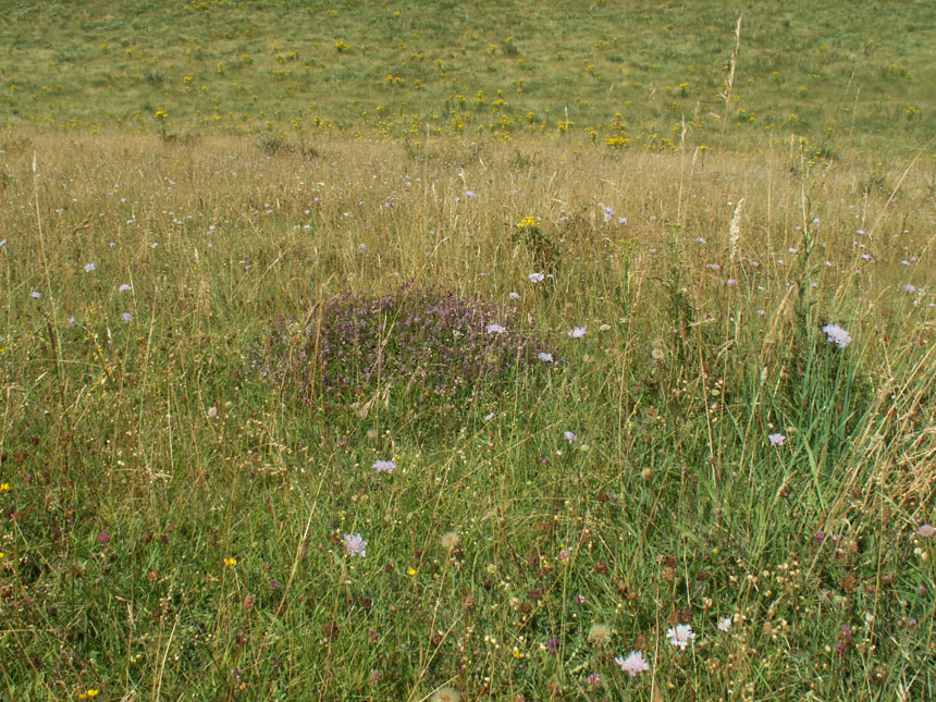 Scabious on Anchor Bottom (click on the image for another picture)