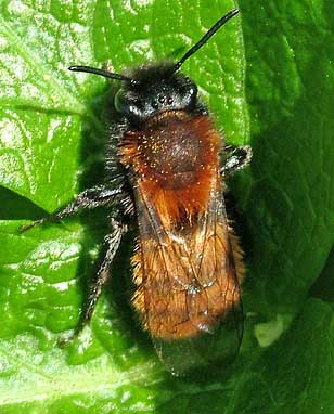 Andrena fulva (Photograph by Ray Hamblett)