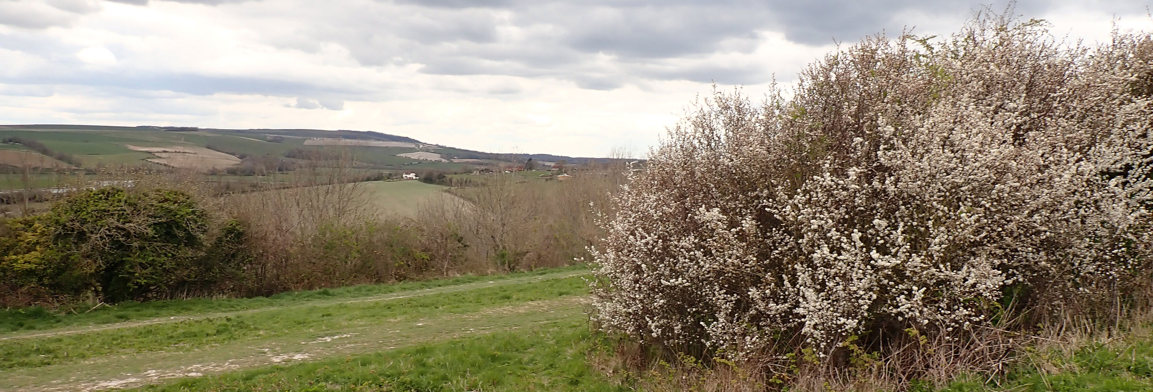 Blackthorn on Mill Hill