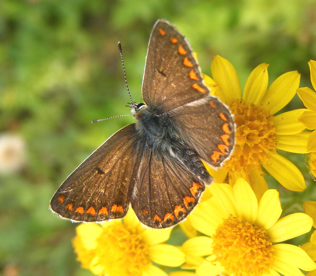 Brown Argus