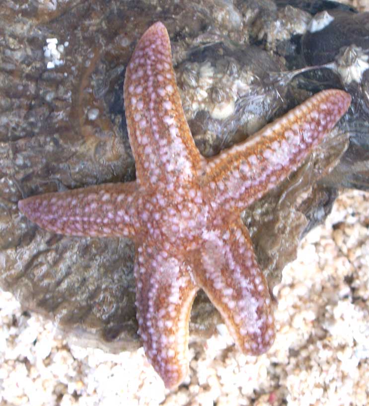 Common Starfish