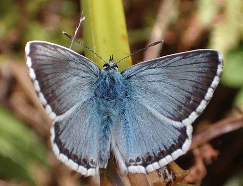 Chalkhill Blue