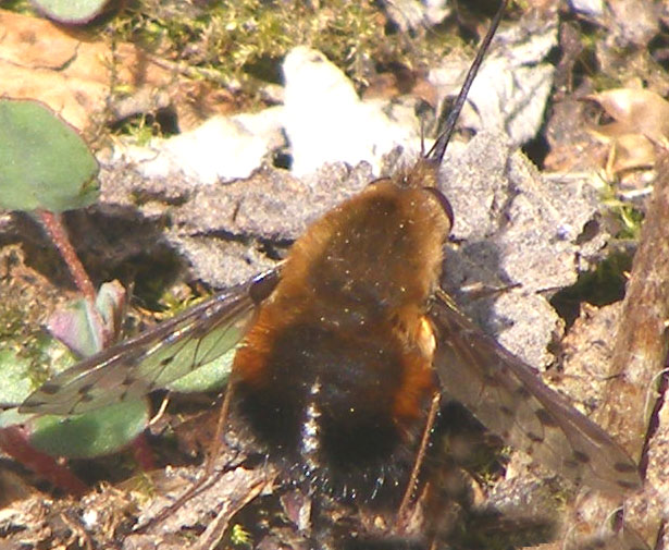 Dotted Bee-fly