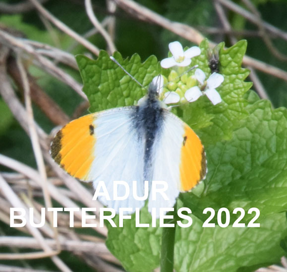 Butterfly Reports 2022