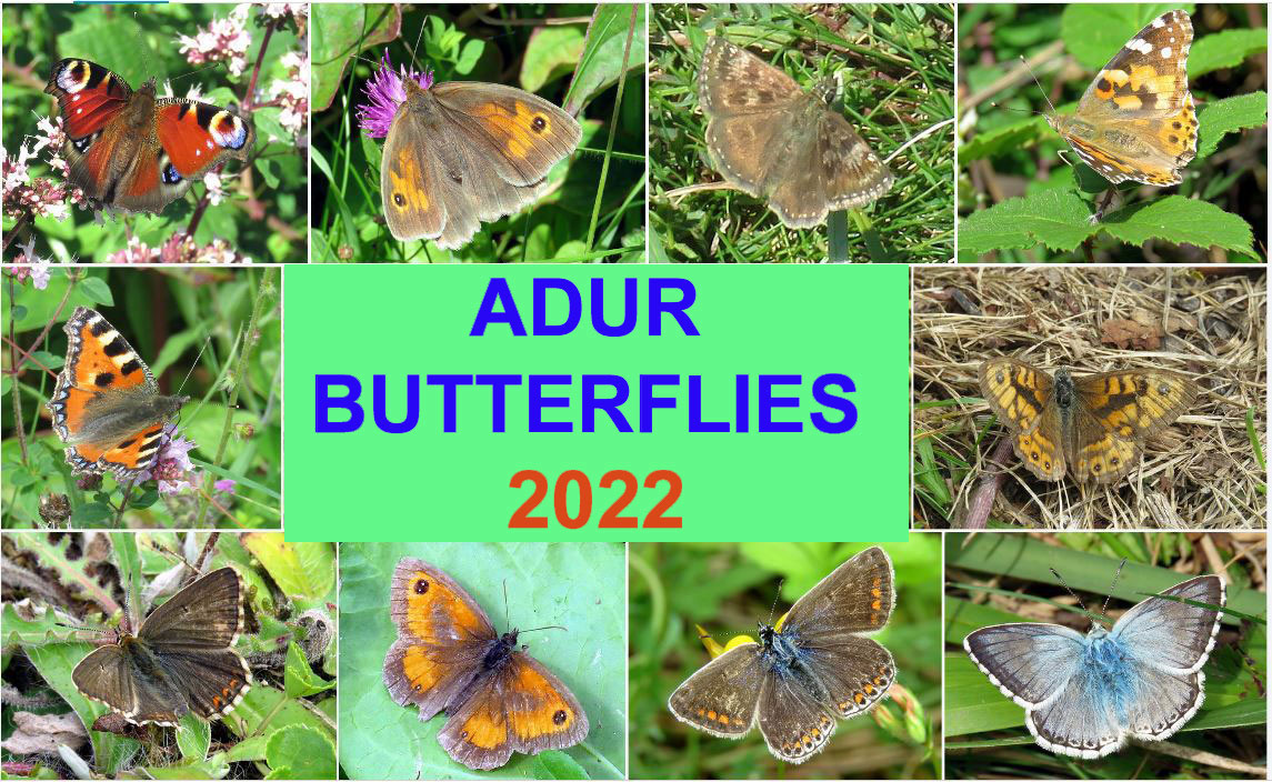 Butterfly Reports 2022