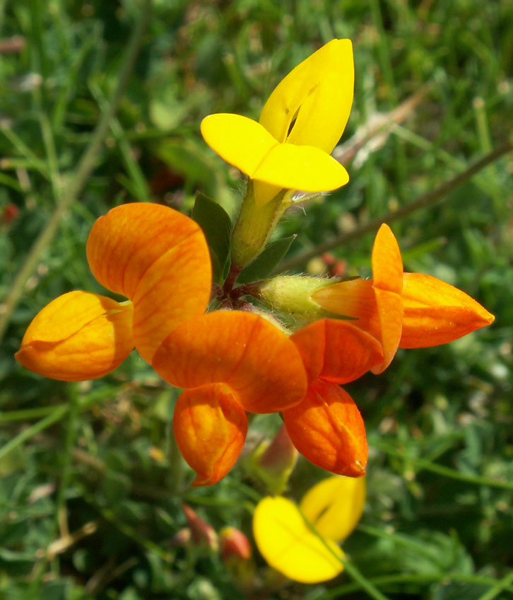 Bird's Foot Trefoil (a common native plant) It is usually yellow.