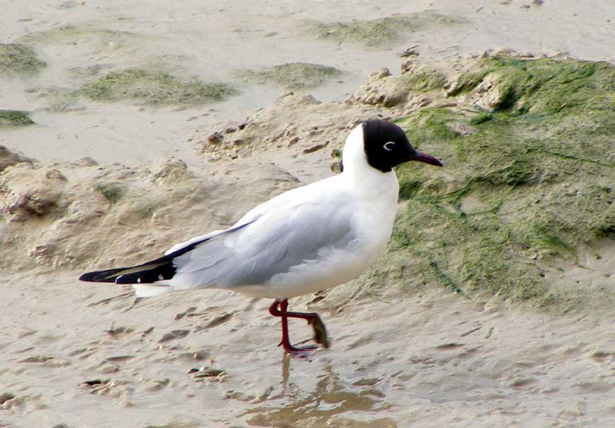 Black-headed Gull