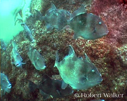 Gathering of Trigger fish found at Littlehaven Pembrokeshire Wales 2001.