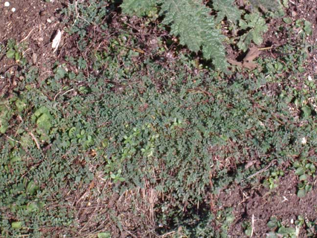 New growths of Horseshoe Vetch on a bare patch