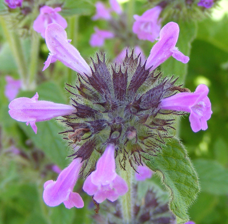 Wild Basil