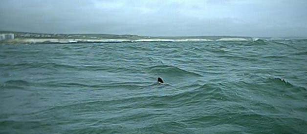 Basking Shark (Sussex Sea Fisheries Committee photograph)